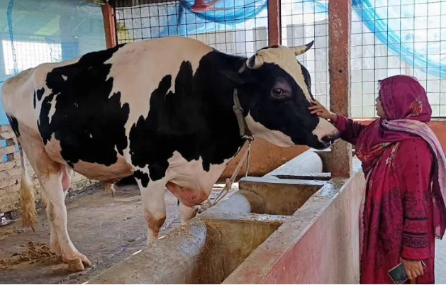 দিনাজপুরে দৃষ্টি কেড়েছে ৩০ মণ ওজনের 'প্রিন্স', দাম ১০ লাখ