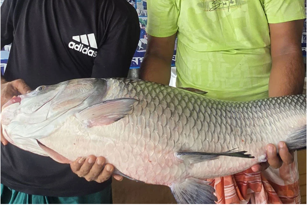 পদ্মার এক কাতল ৪৬ হাজার টাকায় বিক্রি