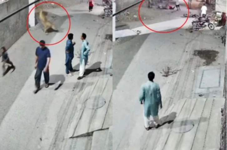 লাহোরের রাস্তায় নারী ও শিশুর ওপর সিংহের হামলা