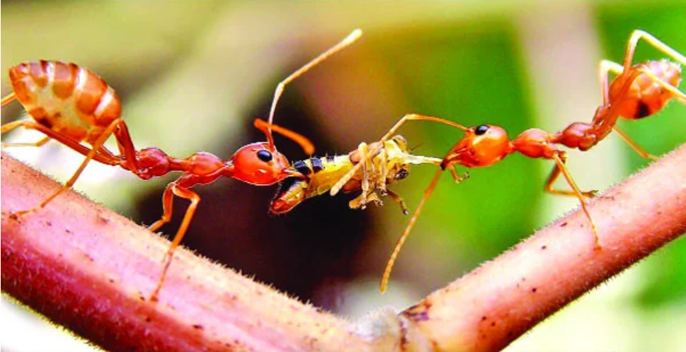 ছোট্ট দুনিয়ার বিশাল শক্তি